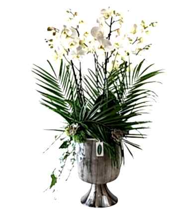 6 Dallı Deluxe Orkide