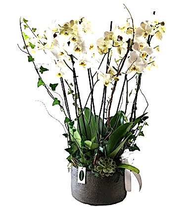 Vazoda Premium 6 Dallı Beyaz Orkide