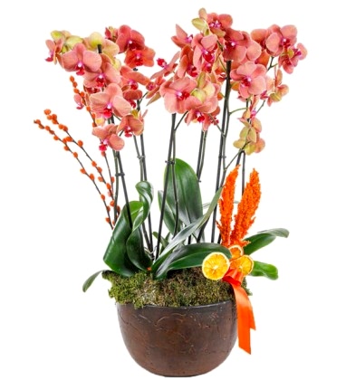 Taş Saksısında 6 Dallı Ateş Orkide