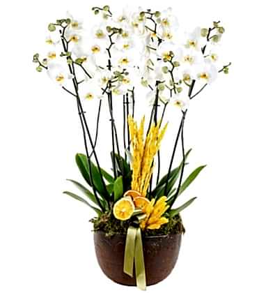 Dekoratif Saksıda 6 Dal White Orkide