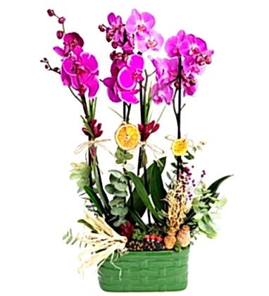 Smile Serisi 4 Dal Orkide