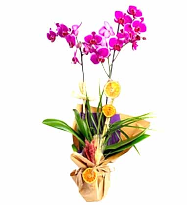 Çift Dal Fuşya Orkide Tasarımı
