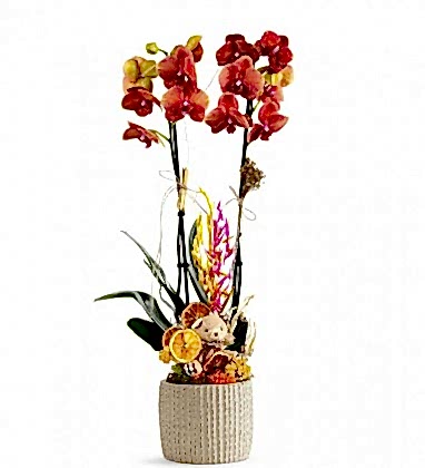 Fire Luxury Orchid