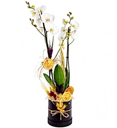 Sabuncakis Beyaz Orkide Tasarımı