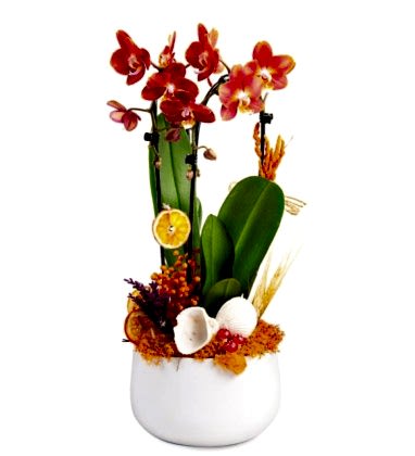Orange Love Ateş Orkide