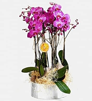 8 Dal Orkide Mor Orkide