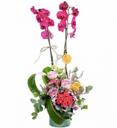 Premium Mor Güzellik Orkide