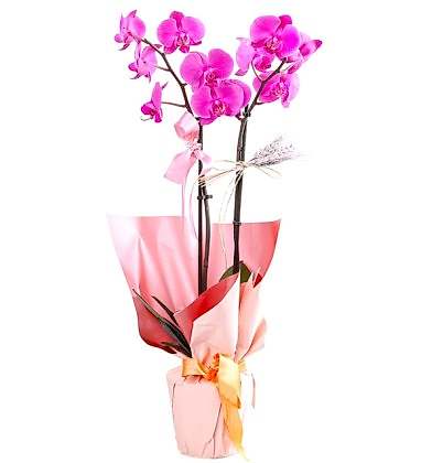 Unicorn  2 Dal Mor Orkide