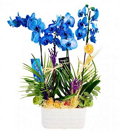 Deluxe Premium 4 Dal Orkide