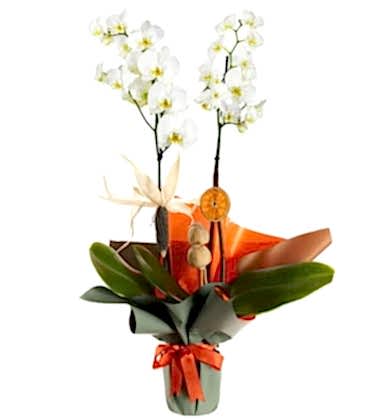 Çift Dal Beyaz Orkide