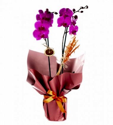 Premium Mor Orkide