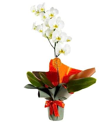 Tekli Beyaz Phalaenopsis Orkide