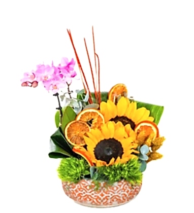 Mini Orkide Ayçiçekleri