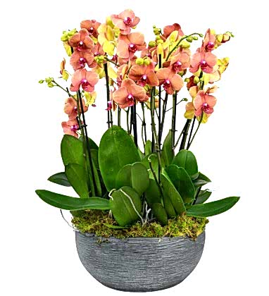 Premium Ateş Orkideleri