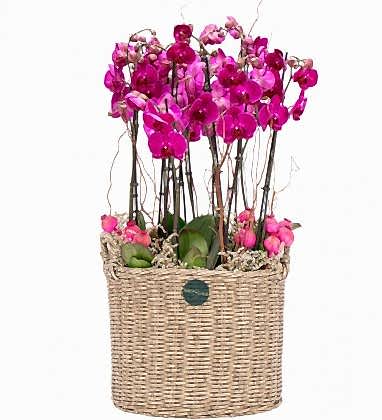 Sepette Deluexe Mor Orkide