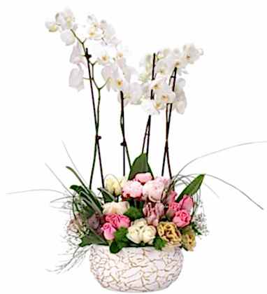 4 Dal Beyaz Orkide ve Taze Çiçekler