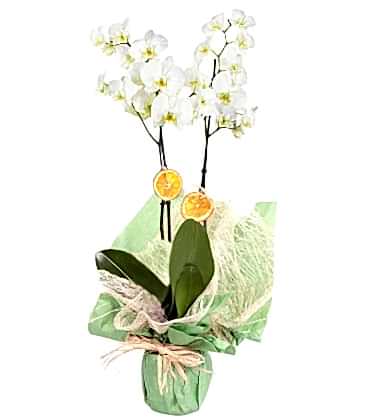 Prenses Çift Dal Beyaz Orkide