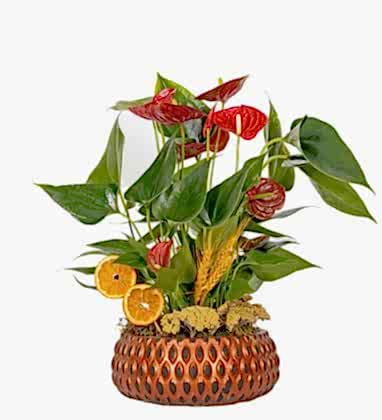 Cape Town Antoryum Çiçeği