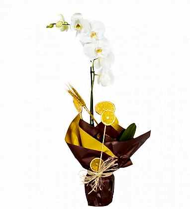 Beyaz Orkide Phalaenopsis Lemon
