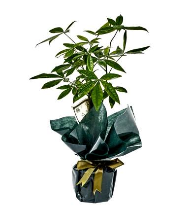 Para Ağacı Pachira Green