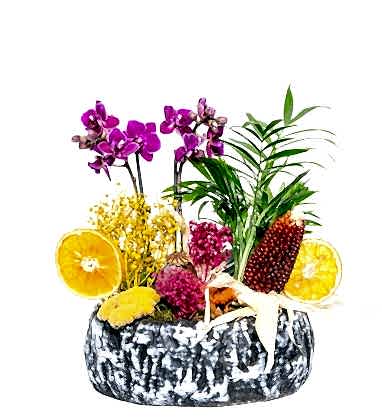 Çift Dal Mini Orkide Serisi