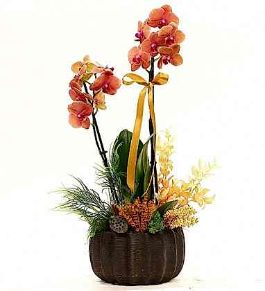 Dekoratif Çift Dallı Ateş Orkide