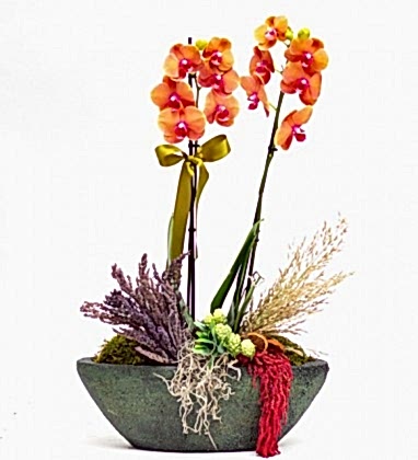 Kayık Saksıda Ateş Orkide