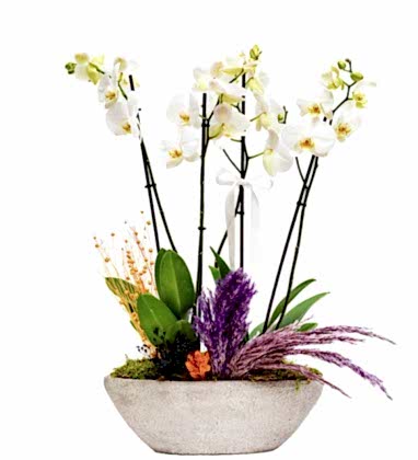 Kayık Saksıda 4 dallı Beyaz Orkide