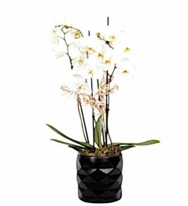 4 Dal Siyah Vazoda Orkide