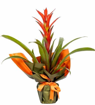 Guzmanya Çiçeği Orange Star