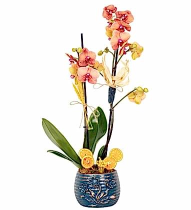 Sunfire Ateş Orkide 2 Dal