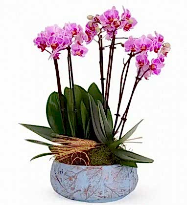  6 Dal Orkide Tasarım Aranjmanı