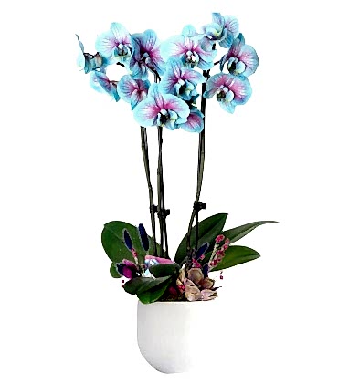 Alacalı Mavi Orkide