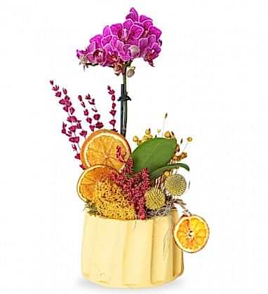 Mini Mor Orkide Tasarımı