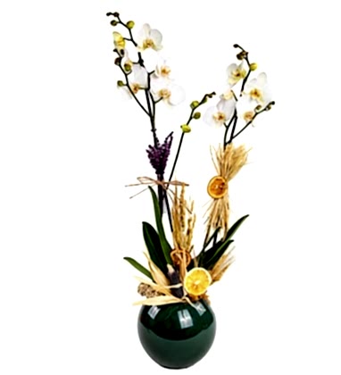 Premium Prenses Orkide