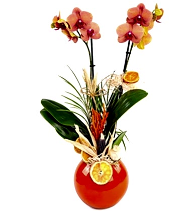 Premium Fire Orchid 