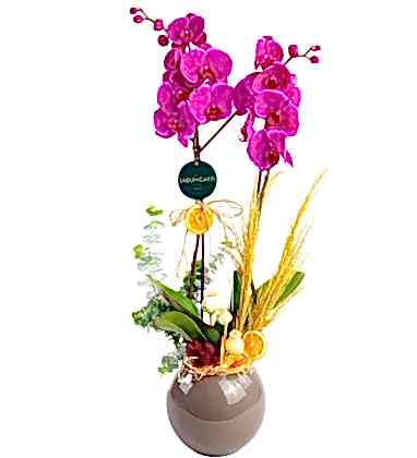 Luxury Purple Orkide