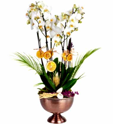 Bakır Design White Deluxe Orkideler
