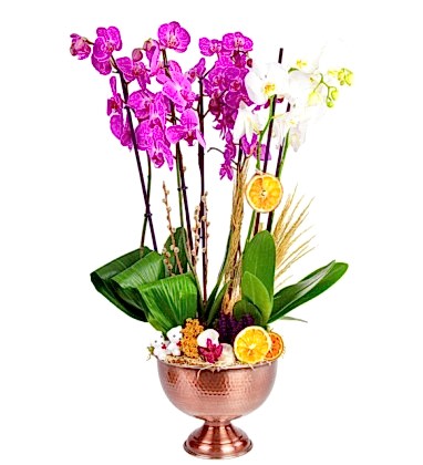 Mor Beyaz Deluxe Bakır Design