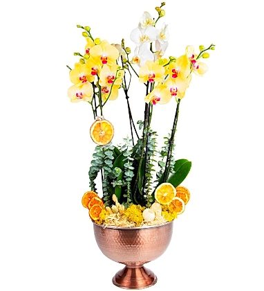 Bakır Design 6 Dal Orkide