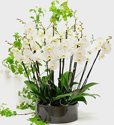 Bliss White Orchid