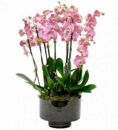 Deluxe Pembe Orkideler