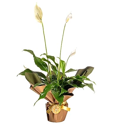 Spatiflyum Saksı Design