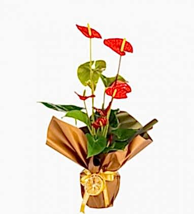 Spring Mood Antoryum