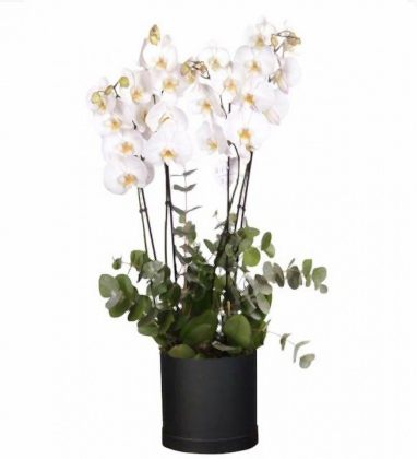 Gold Serial Beyaz Orkide