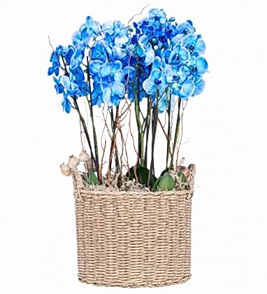 Sepette Deluexe Mavi Orkide