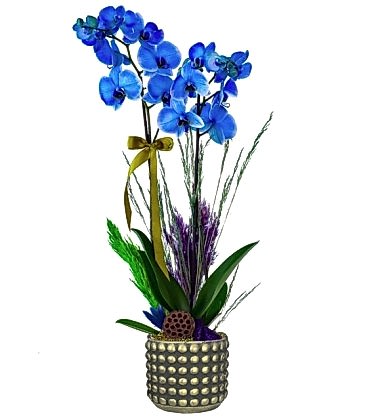 Mavi Çift Dallı Orkide