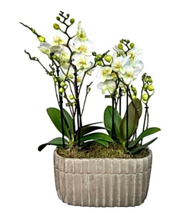 Taş Saksıda Beyaz Boquetto Orkideler