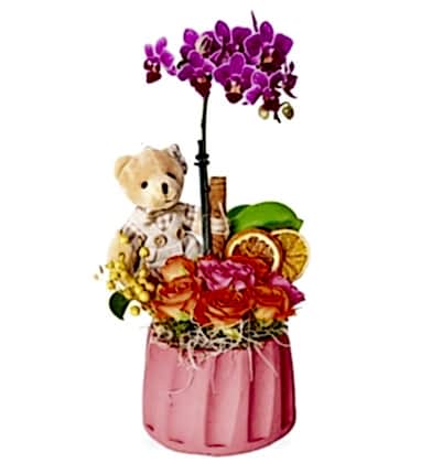 Teddy Bear Mini Orkide