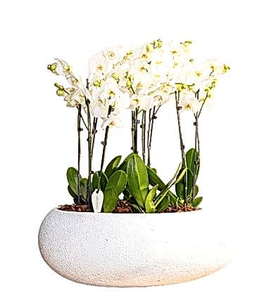 Elegant Royal Orchids